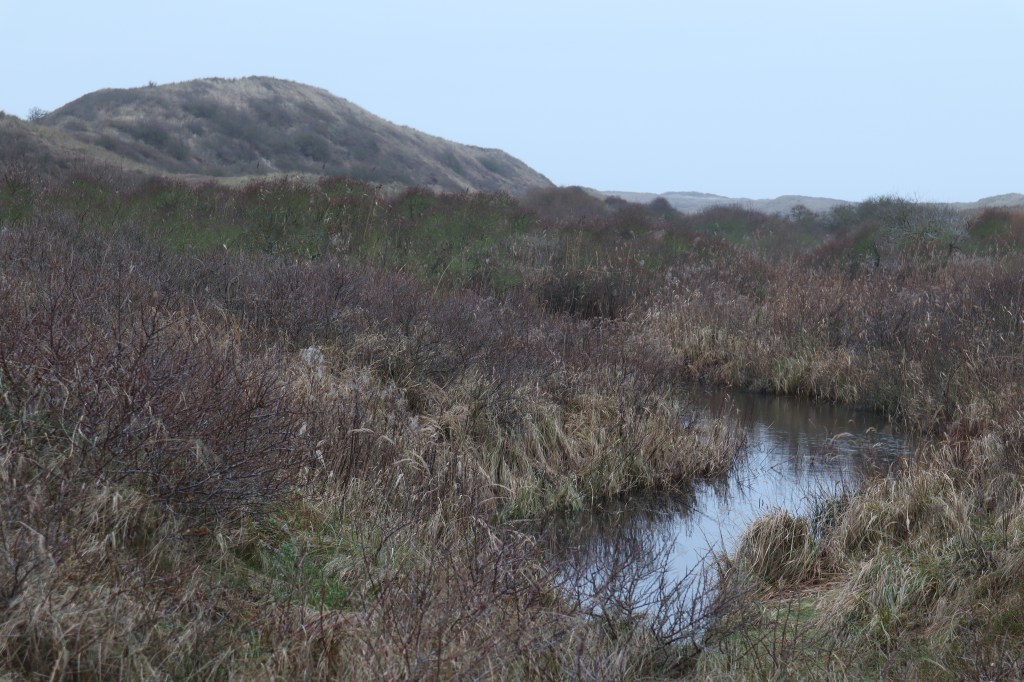 #EgmondAanZee #DutchDunes #NederlandseDuinen